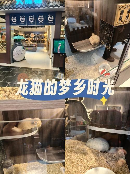如何預防龍貓攜帶病毒? 龍魚百科 第4張 如何預防龍貓攜帶病毒? 如何預防龍貓攜帶病毒? 龍魚百科 第4張