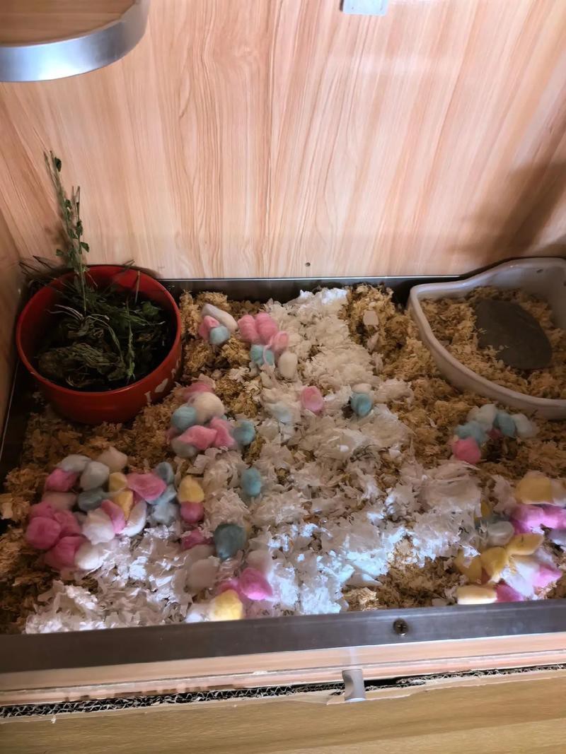 如何預防龍貓攜帶病毒? 龍魚百科 第5張 如何預防龍貓攜帶病毒? 如何預防龍貓攜帶病毒? 龍魚百科 第5張