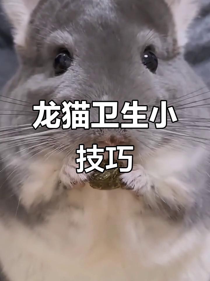 如何預防龍貓攜帶病毒？ 如何預防龍貓攜帶病毒？ 龍魚百科 第8張
