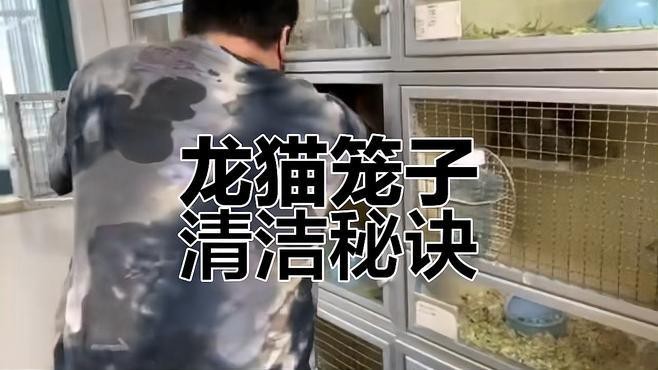 如何預防龍貓攜帶病毒？ 如何預防龍貓攜帶病毒？ 龍魚百科 第12張