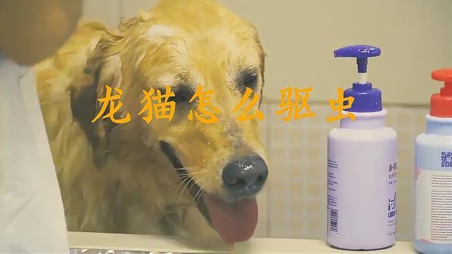 如何預防龍貓攜帶病毒？ 如何預防龍貓攜帶病毒？ 龍魚百科 第17張