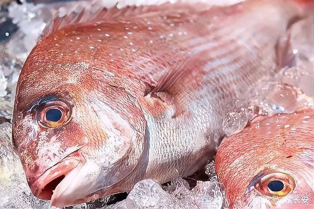 鯛魚寓意