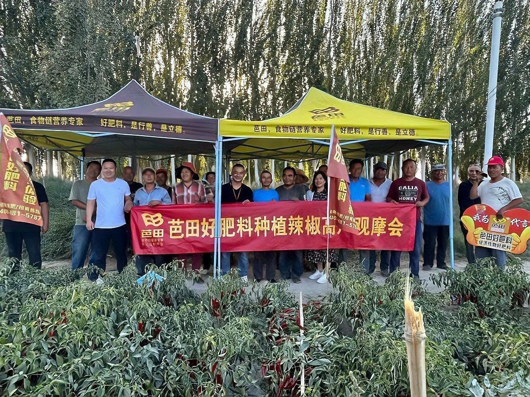 紅龍23辣椒的主要用途有哪些？