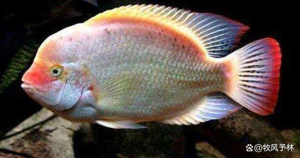 火老虎魚(yú)不能亂養(yǎng)