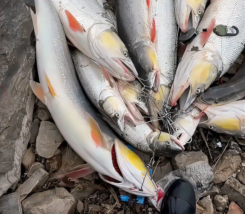火老虎魚(yú)不能亂養(yǎng)