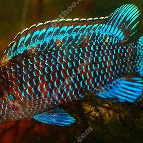 藍帆變色龍魚能長多大