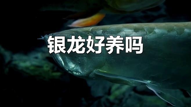 銀龍魚可以養(yǎng)嗎