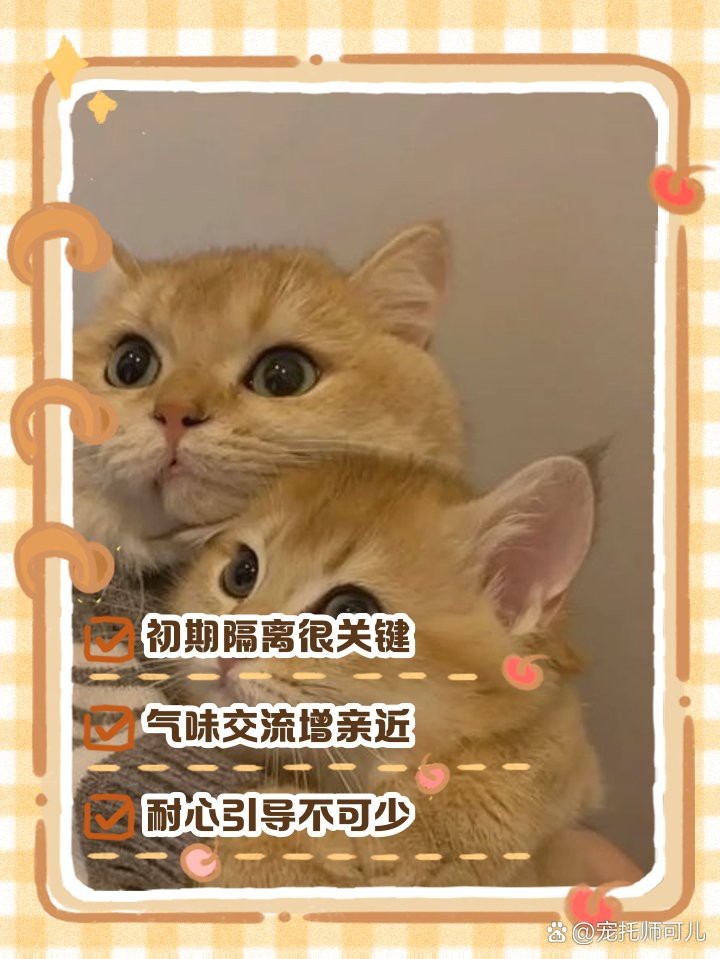 如何加速兩只龍貓的氣味融合？ 如何加速兩只龍貓的氣味融合？ 龍魚百科 第10張