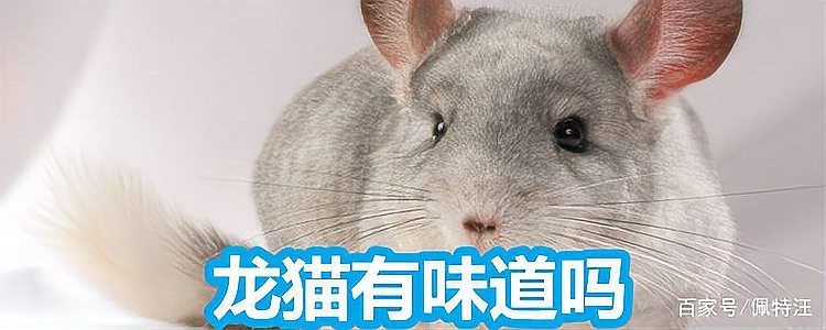 如何加速兩只龍貓的氣味融合？ 如何加速兩只龍貓的氣味融合？ 龍魚百科 第13張