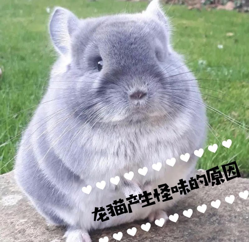 如何加速兩只龍貓的氣味融合？ 如何加速兩只龍貓的氣味融合？ 龍魚百科 第12張