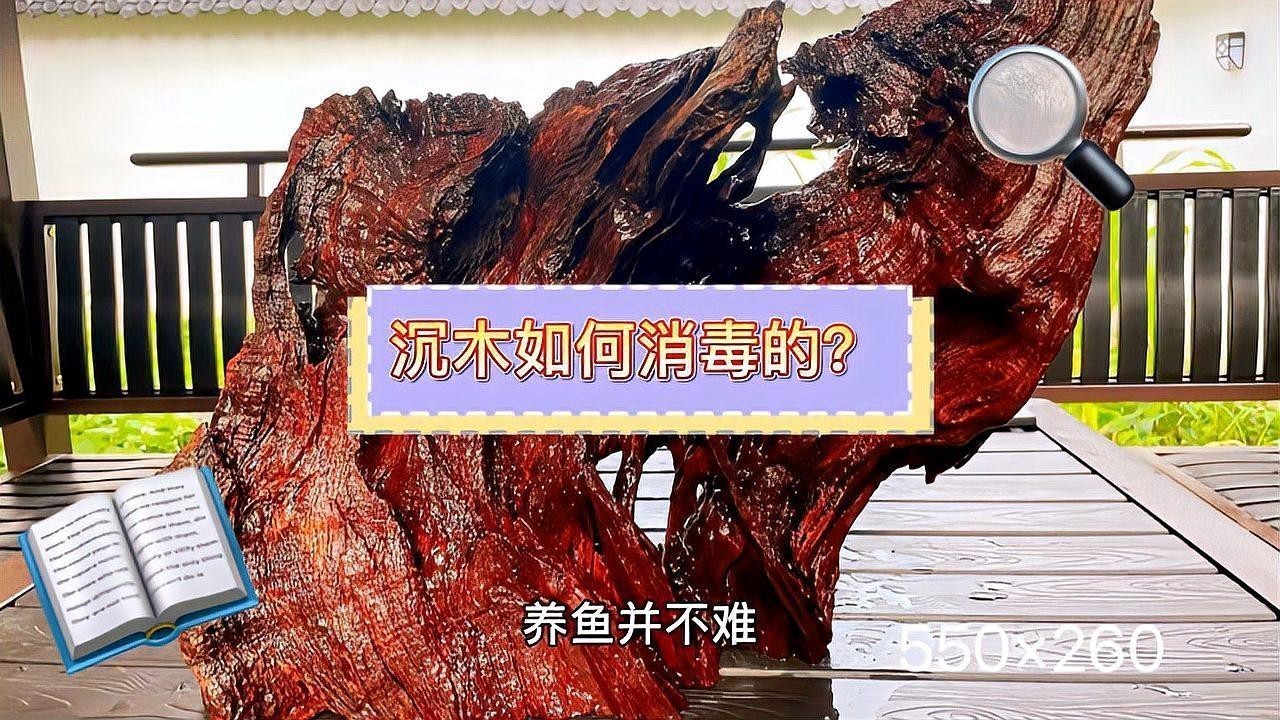 沉木消毒后多久可以放入龍魚缸？