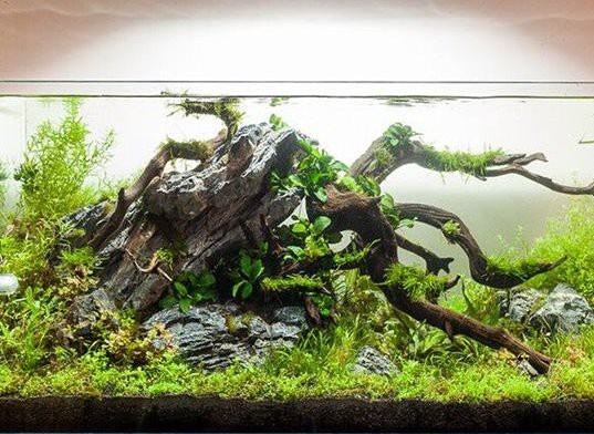 沉木消毒后多久可以放入龍魚缸？