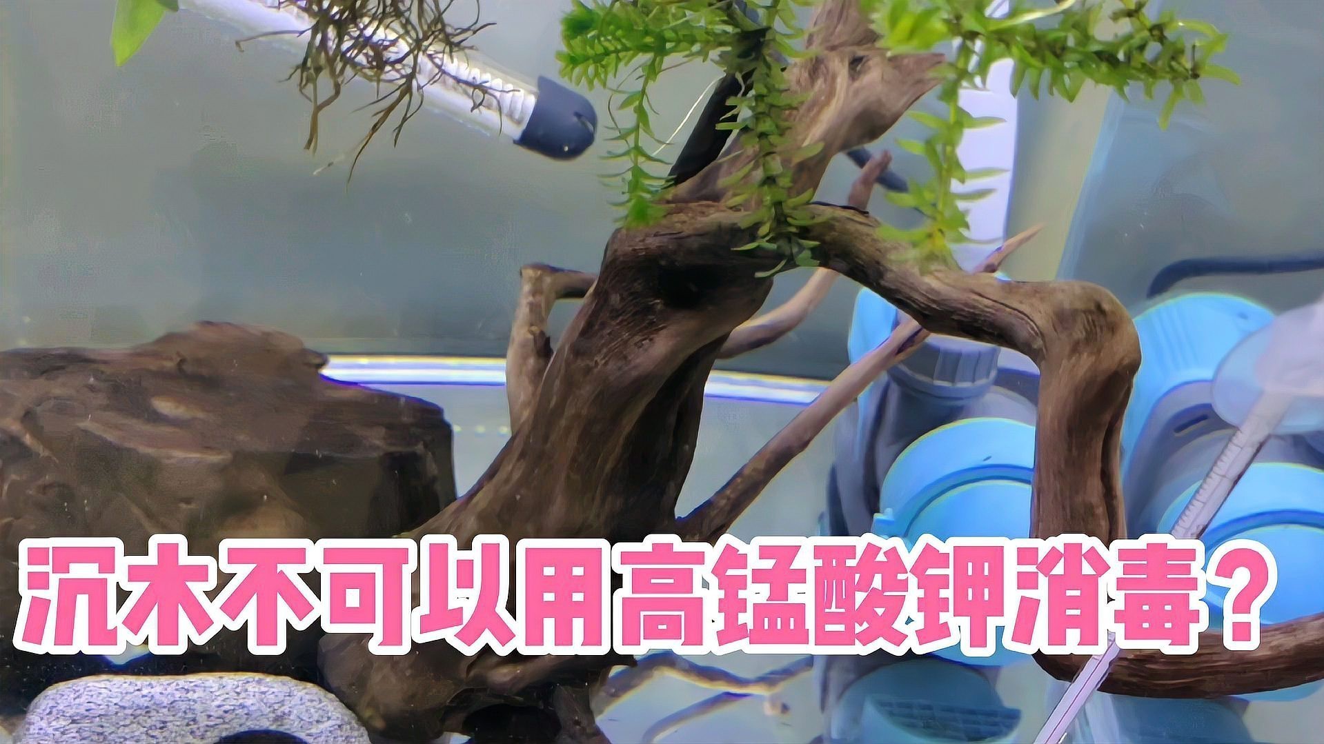 沉木消毒后多久可以放入龍魚缸？