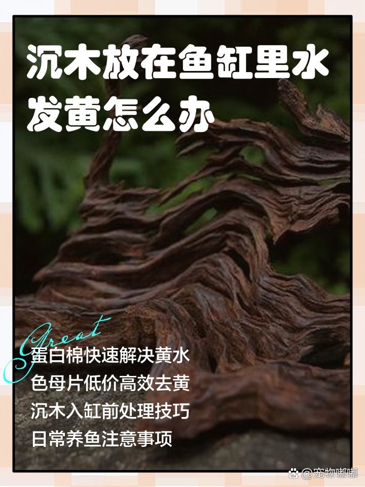 沉木消毒后多久可以放入龍魚缸？