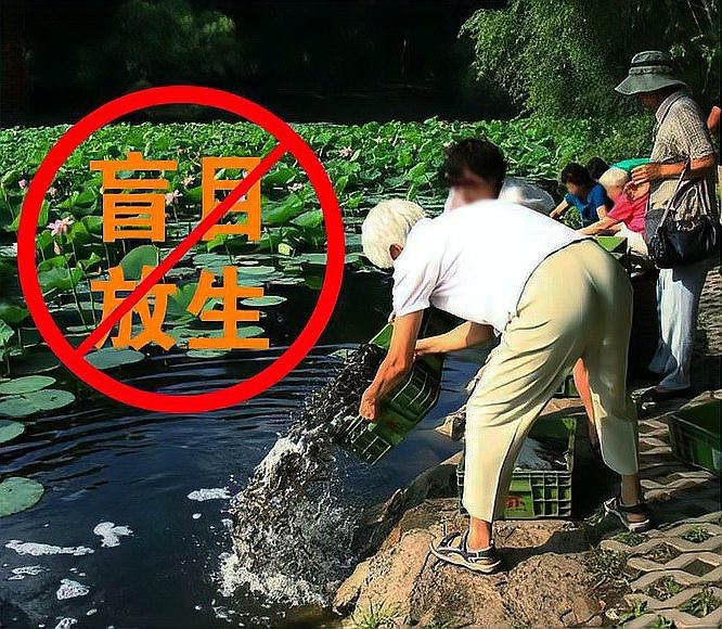 放生青龍魚需要辦理哪些手續？