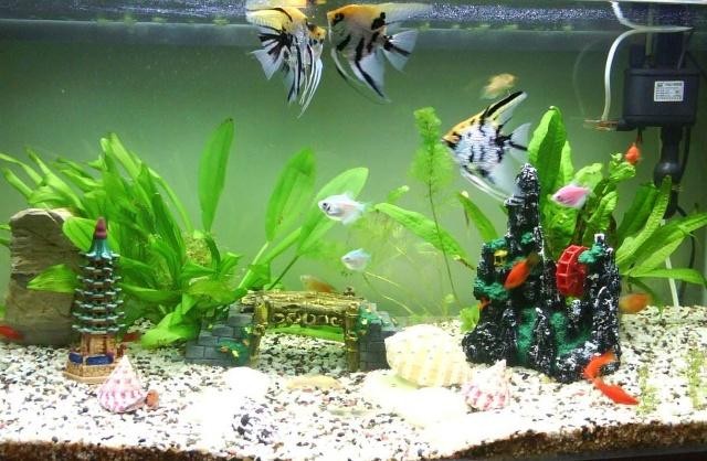 最大的銀龍魚視頻大全（最大的銀龍魚視頻大全圖片）
