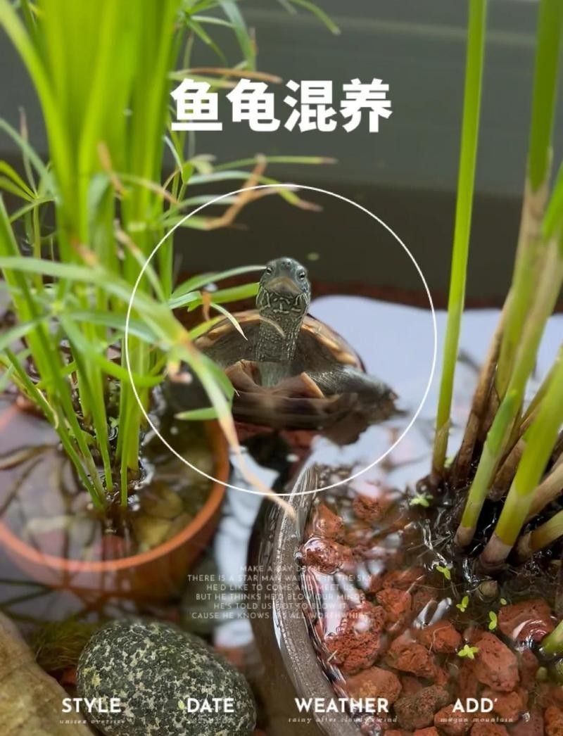黃頭龜和雷龍魚混養(yǎng)