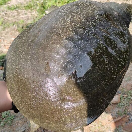 附近哪里有甲魚苗出售