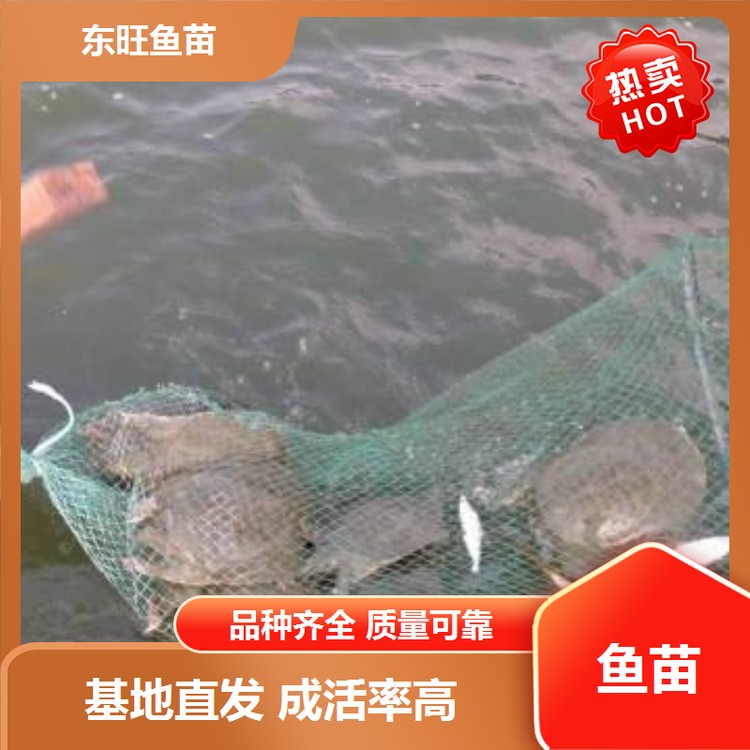 附近哪里有甲魚苗出售
