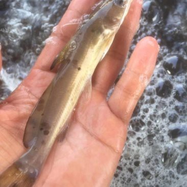 附近哪里有甲魚苗出售