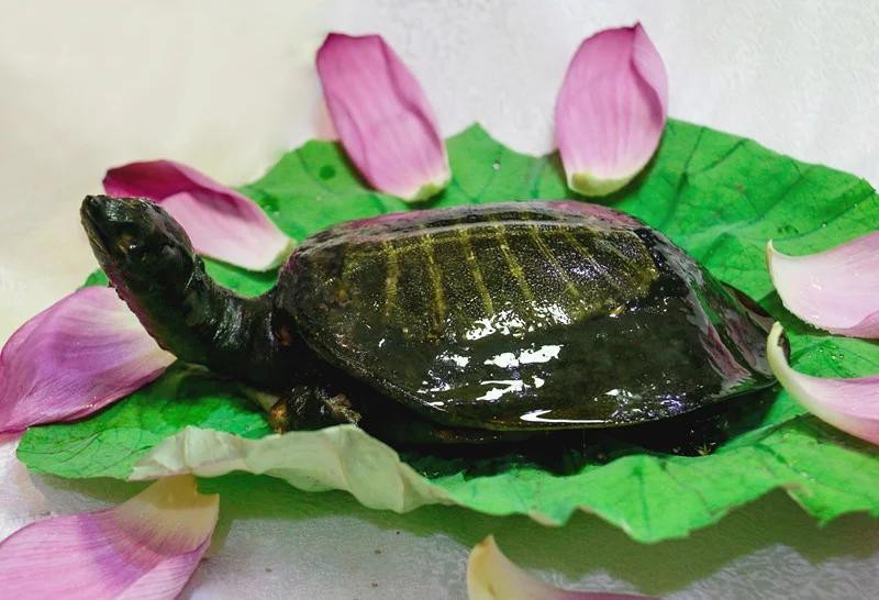 附近哪里有甲魚苗出售