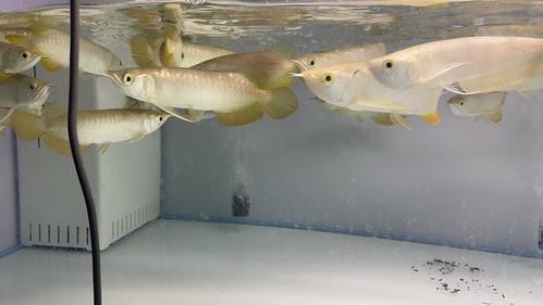 金頭過背金龍魚正確吃法圖片 金頭過背金龍魚正確吃法圖片 龍魚論壇 第14張