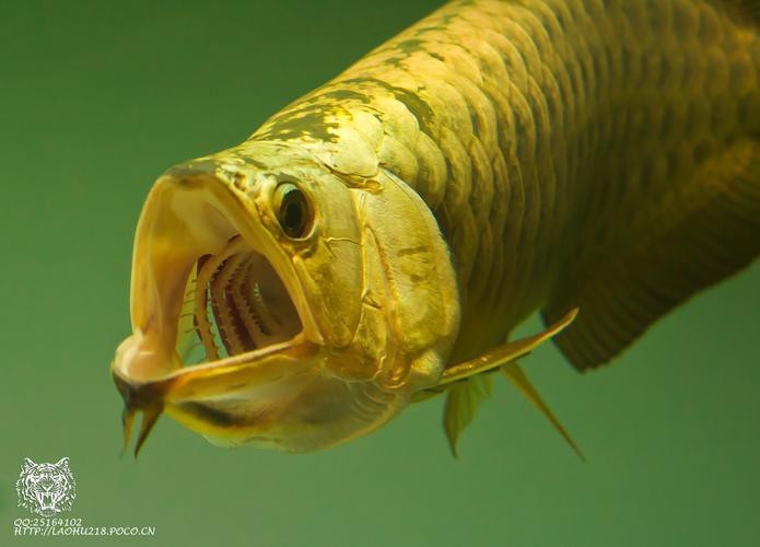 金頭過背金龍魚正確吃法圖片 金頭過背金龍魚正確吃法圖片 龍魚論壇 第17張