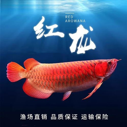 金頭過背金龍魚正確吃法圖片 金頭過背金龍魚正確吃法圖片 龍魚論壇 第23張