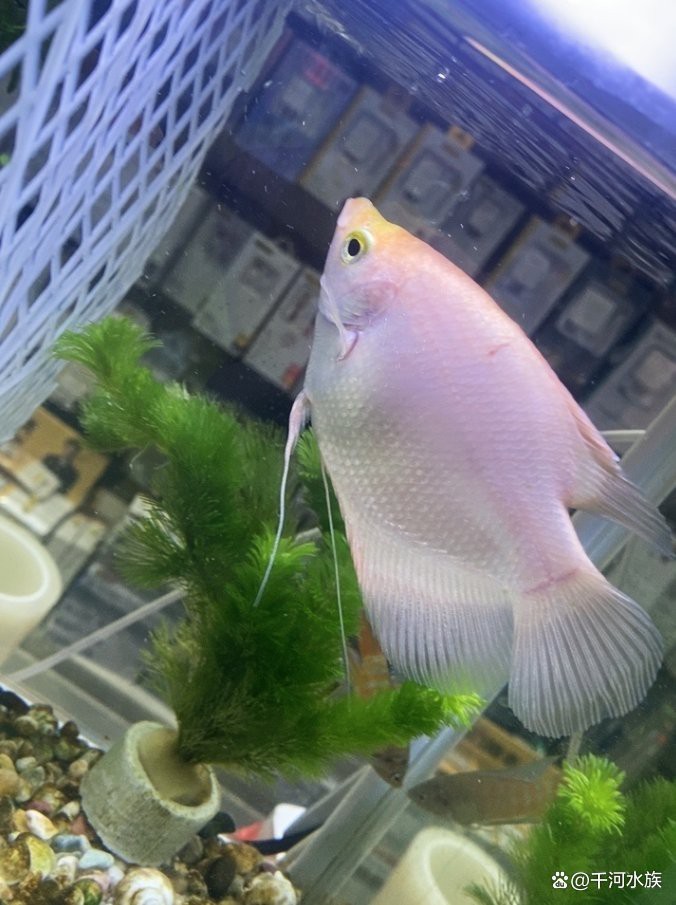 有哪些常見疾病會困擾白子招財龍魚？