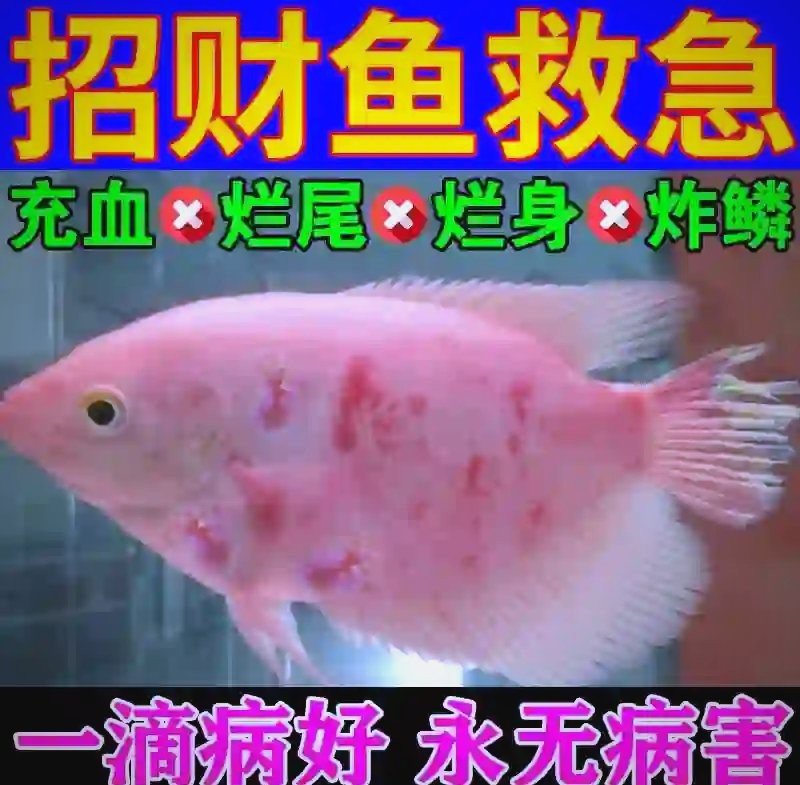 有哪些常見疾病會困擾白子招財龍魚？