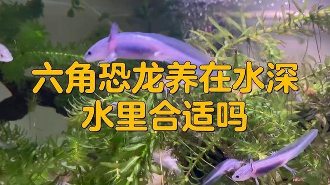 六角龍魚可以在深水養嗎