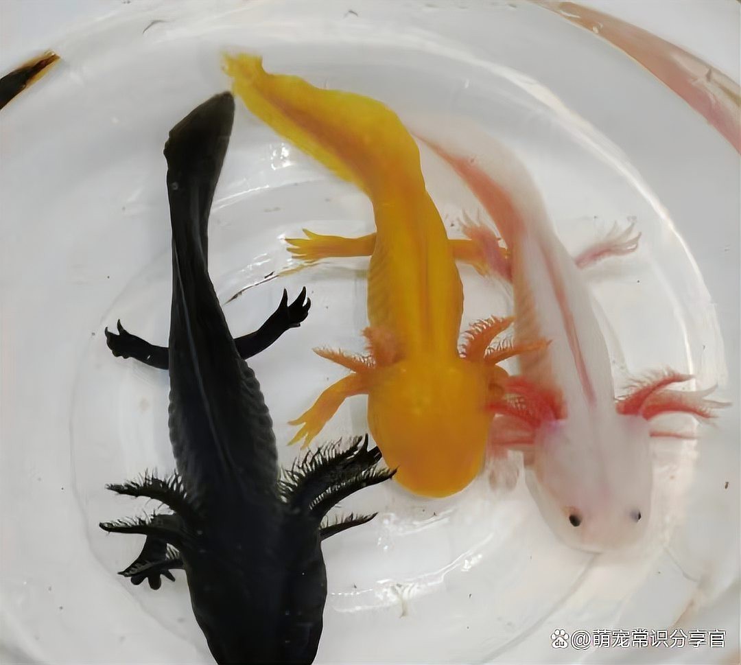 六角龍魚可以在深水養嗎 六角龍魚可以在深水養嗎 龍魚百科 第4張