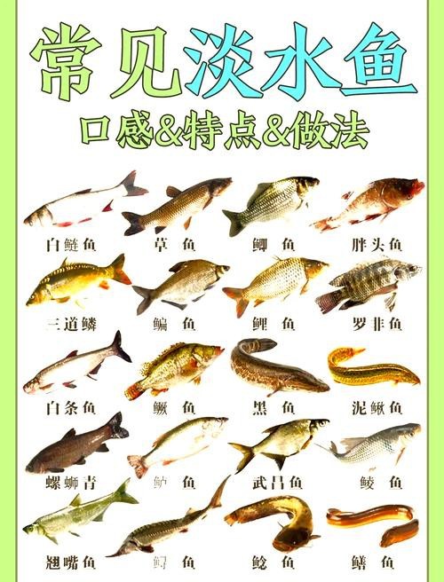 淡水魚圖片