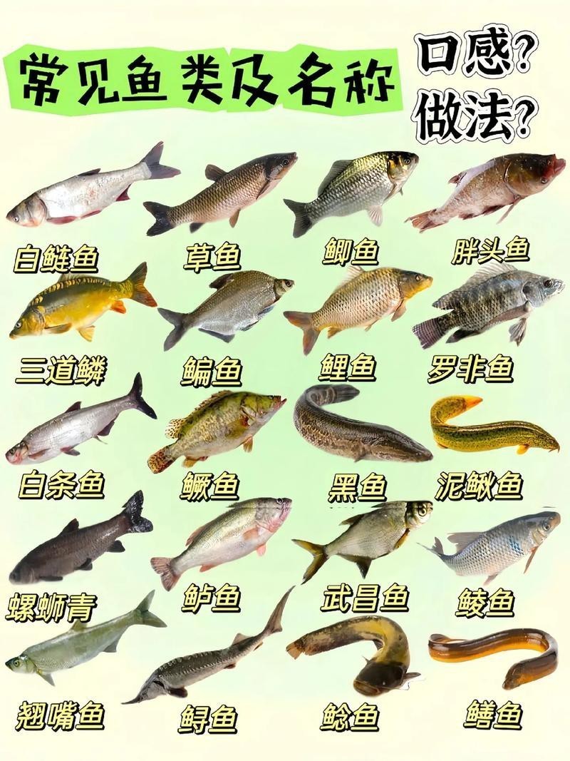 淡水魚圖片