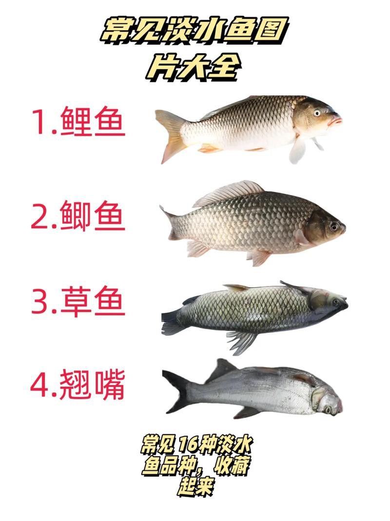 淡水魚圖片