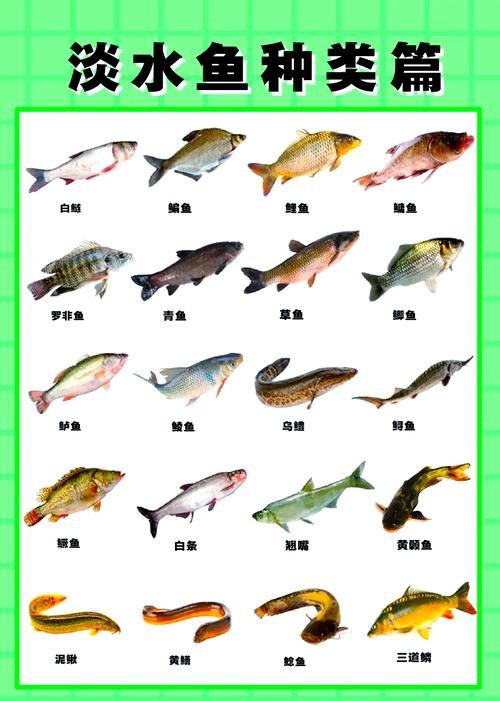淡水魚圖片