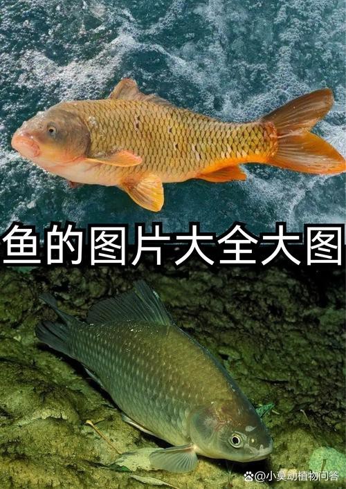 淡水魚圖片