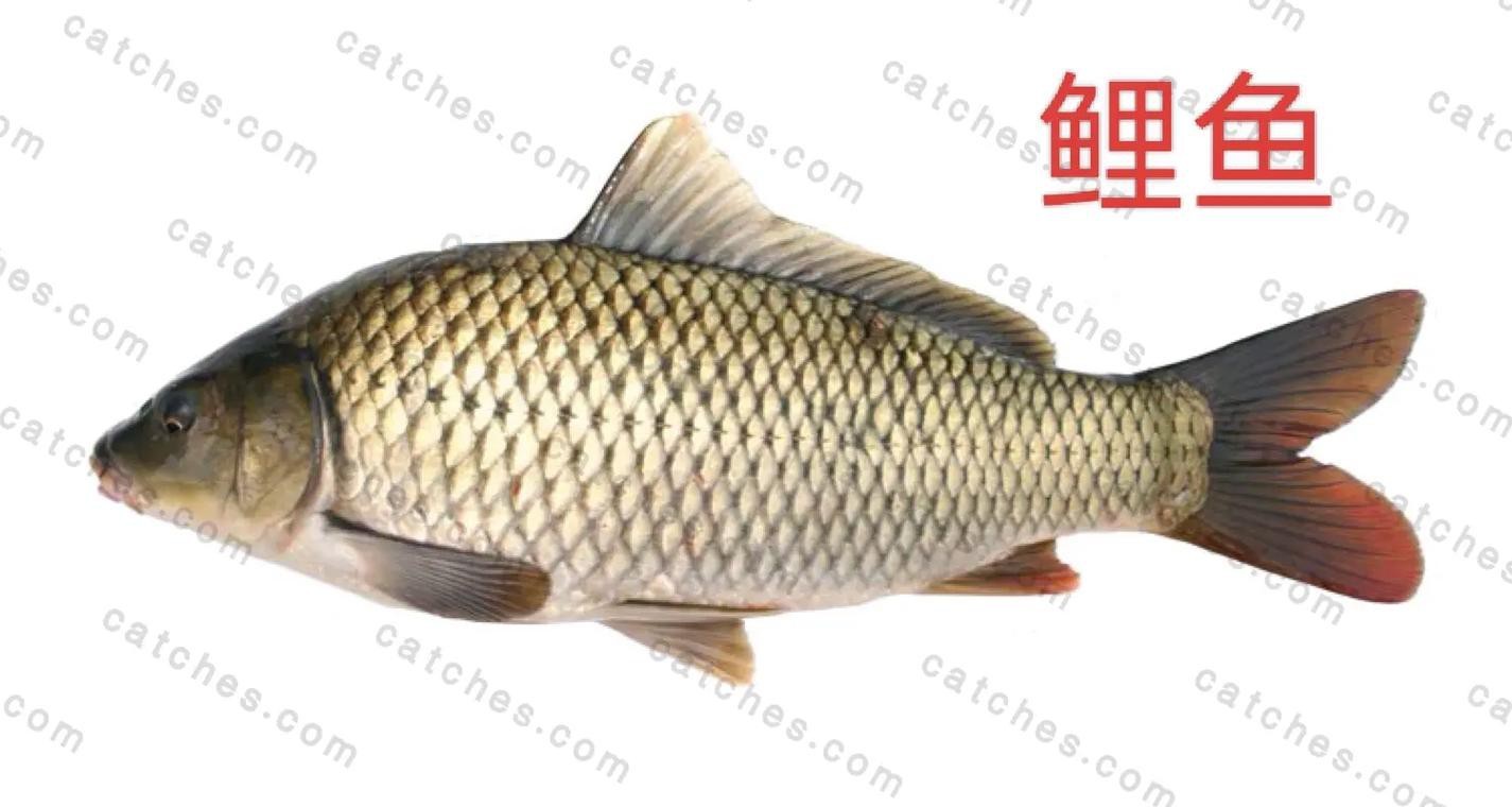 淡水魚圖片