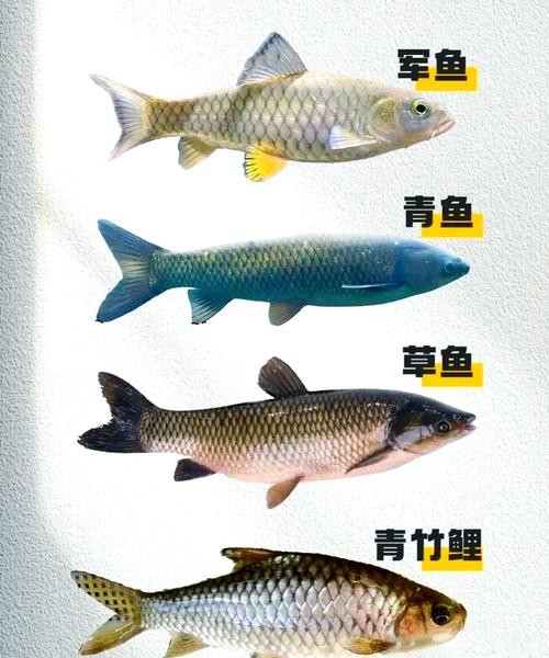 淡水魚圖片