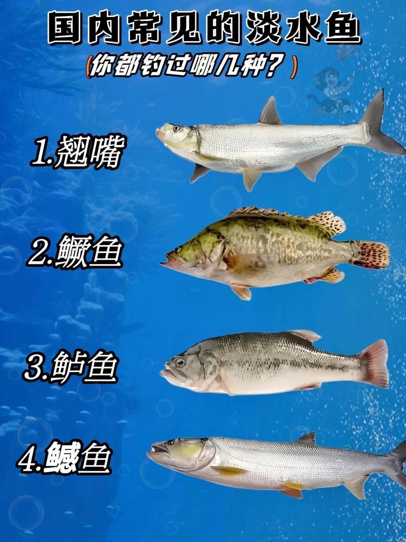 淡水魚圖片