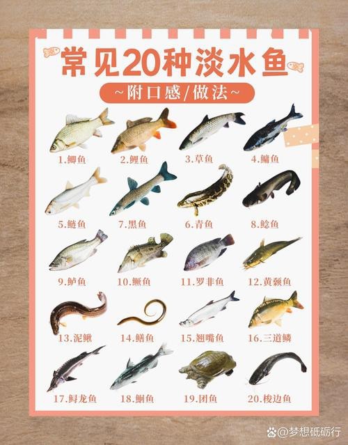 淡水魚圖片