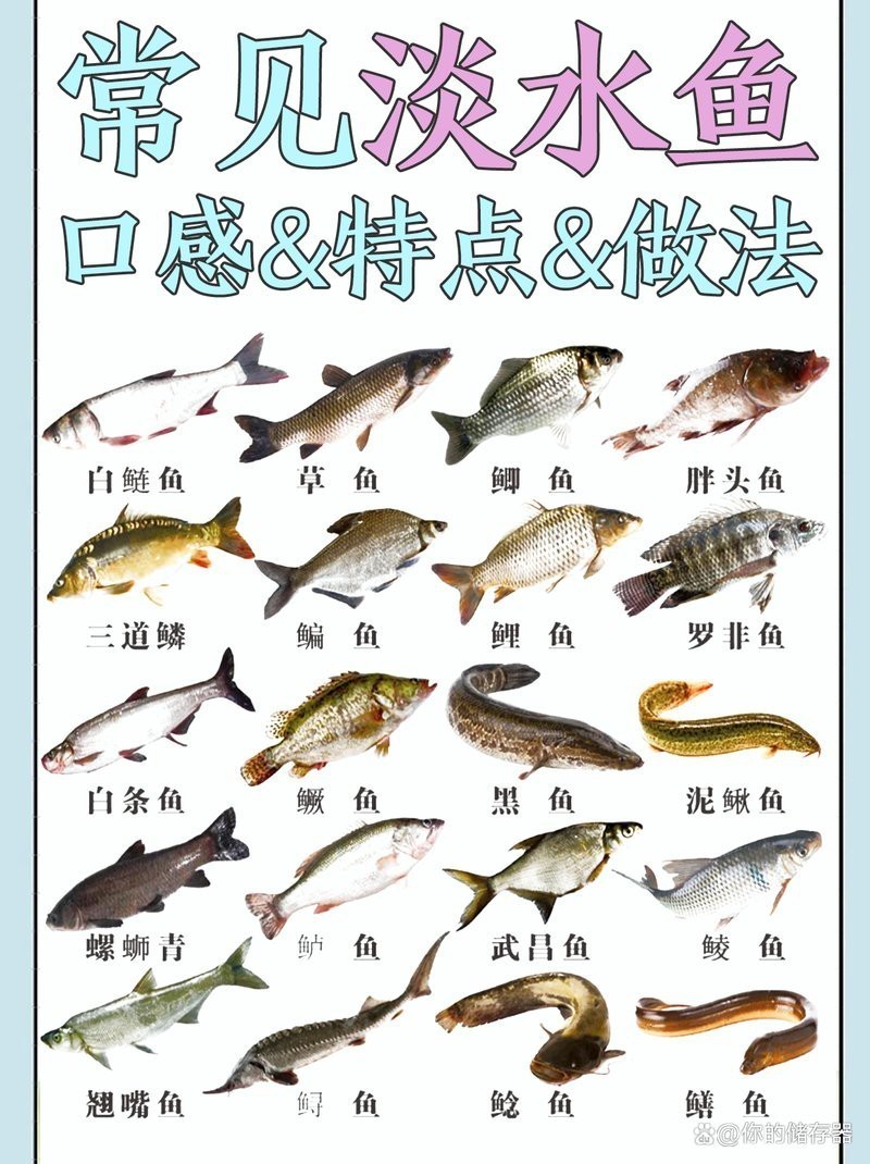 淡水魚圖片