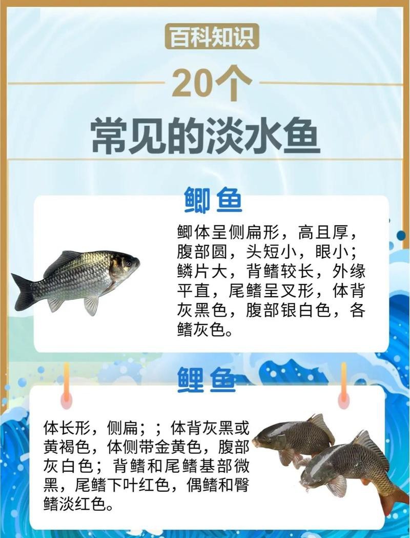 淡水魚圖片