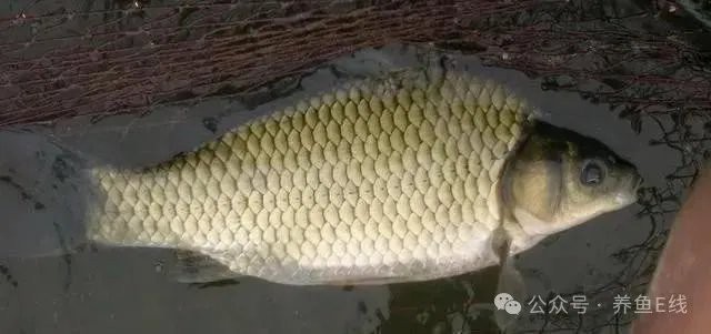 淡水魚圖片