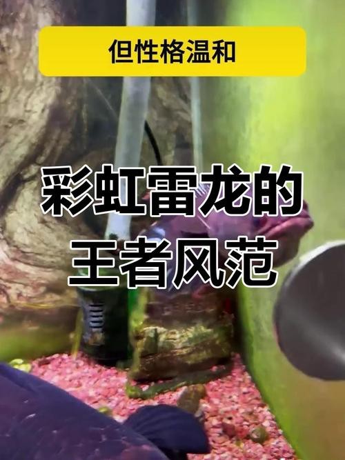 彩虹雷龍魚好看嗎圖片大全 彩虹雷龍魚好看嗎圖片大全 龍魚百科 第15張