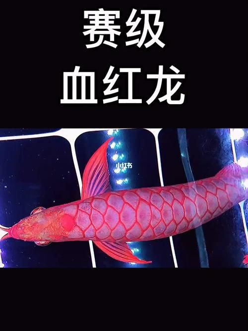 紅龍魚(yú)賽級(jí)最簡(jiǎn)單三個(gè)步驟圖片