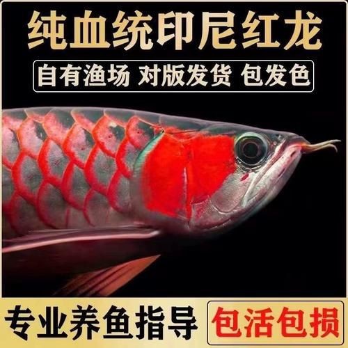 紅龍魚(yú)賽級(jí)最簡(jiǎn)單三個(gè)步驟圖片