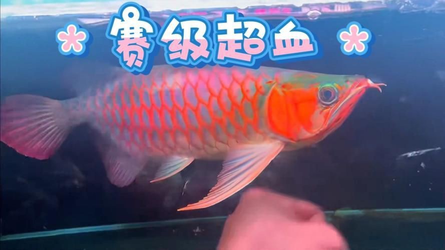 紅龍魚(yú)賽級(jí)最簡(jiǎn)單三個(gè)步驟圖片