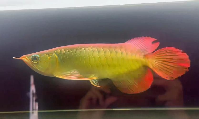 紅龍魚(yú)賽級(jí)最簡(jiǎn)單三個(gè)步驟圖片