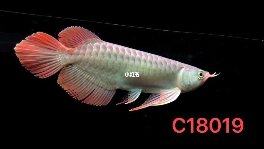 紅龍魚(yú)賽級(jí)最簡(jiǎn)單三個(gè)步驟圖片